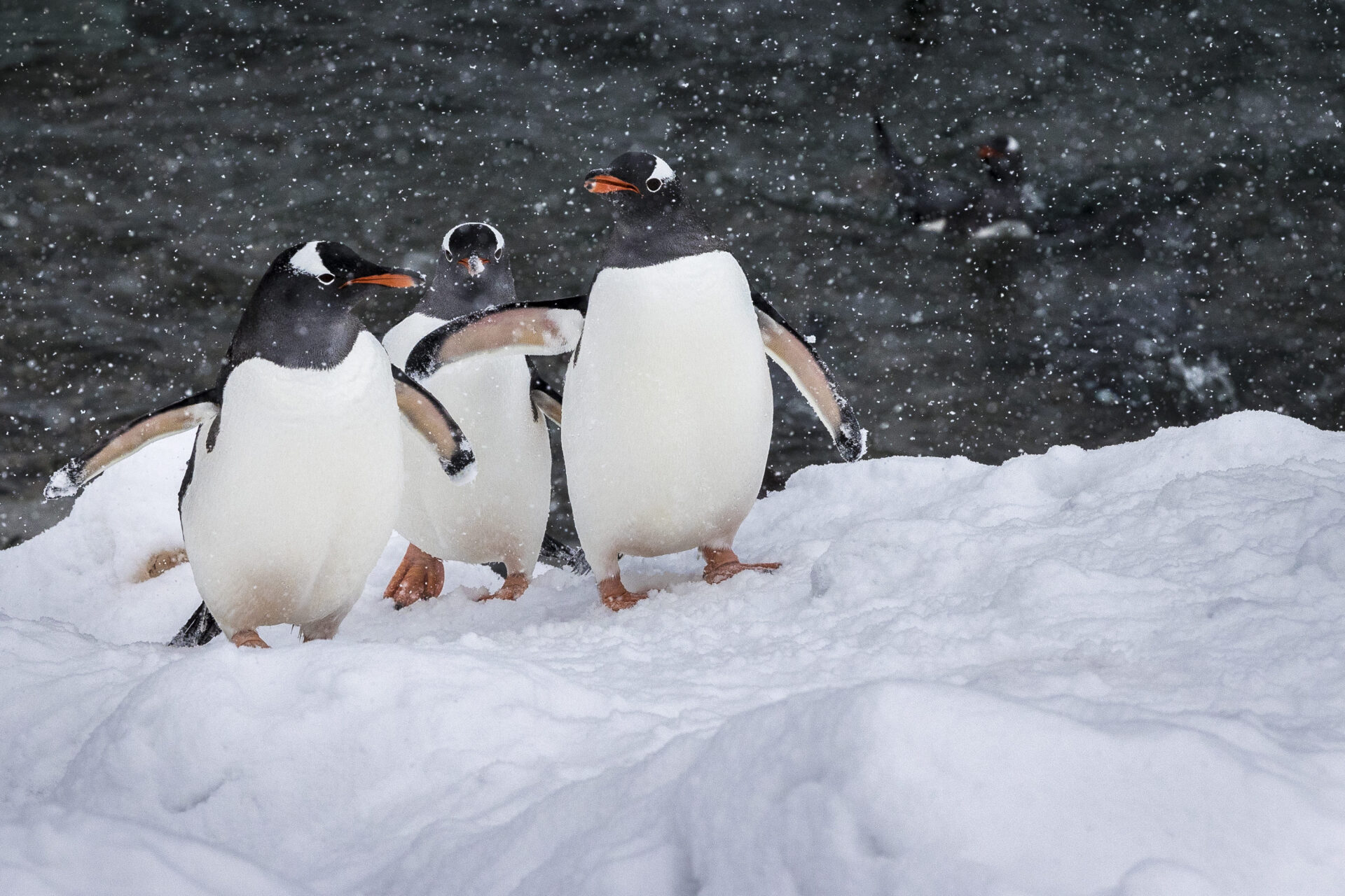 Spirit of Antarctica featuring the Chilean Fjords