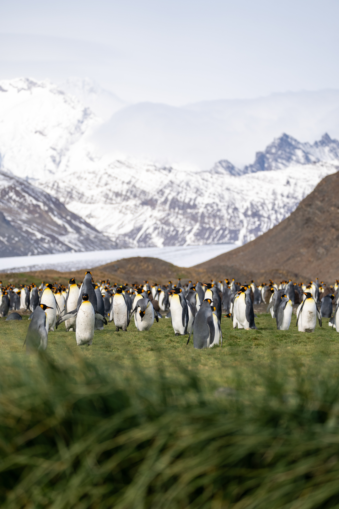 Falklands, South Georgia & Antarctic Peninsula