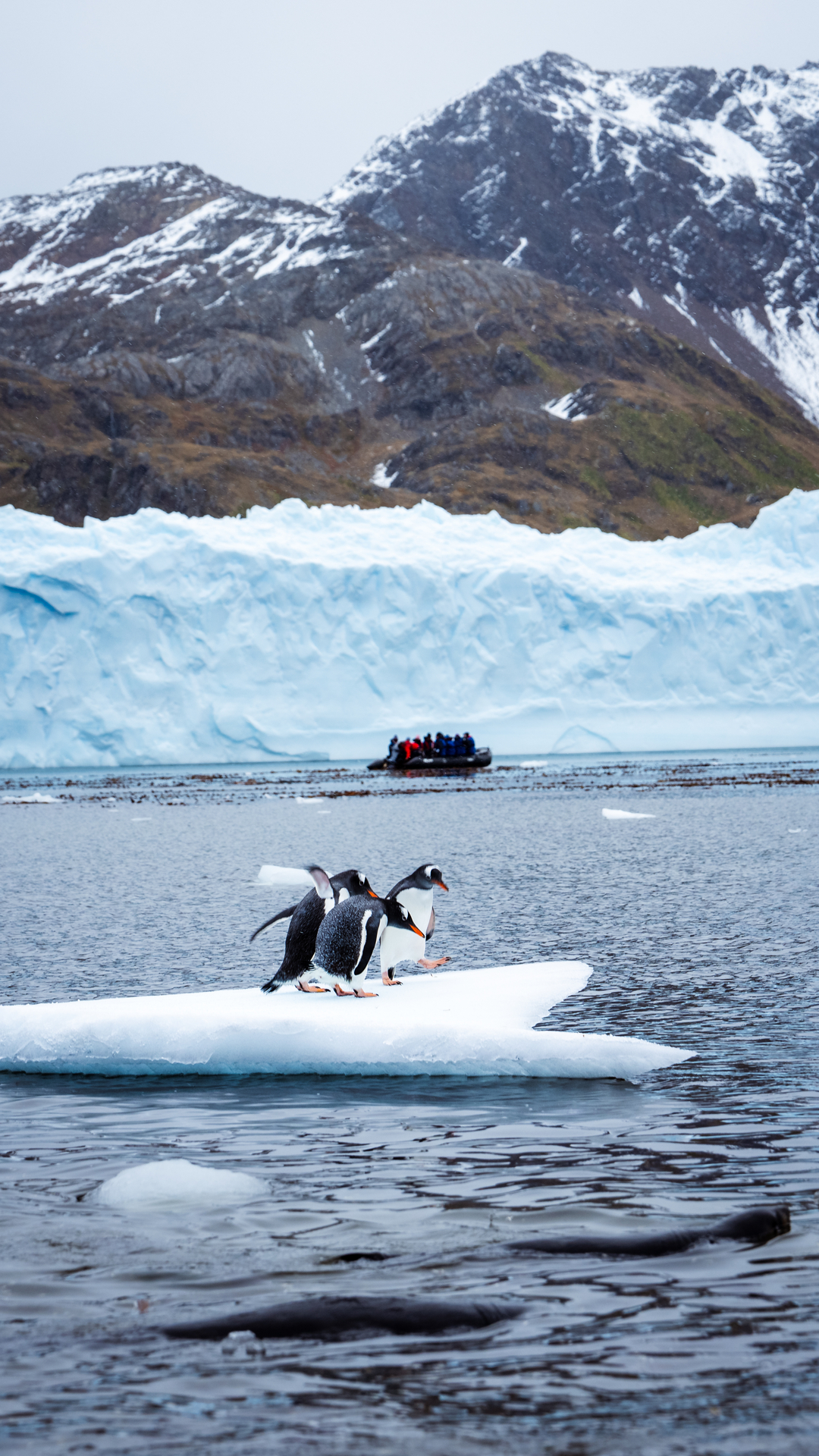 South Georgia, Falklands & Antarctic Odyssey