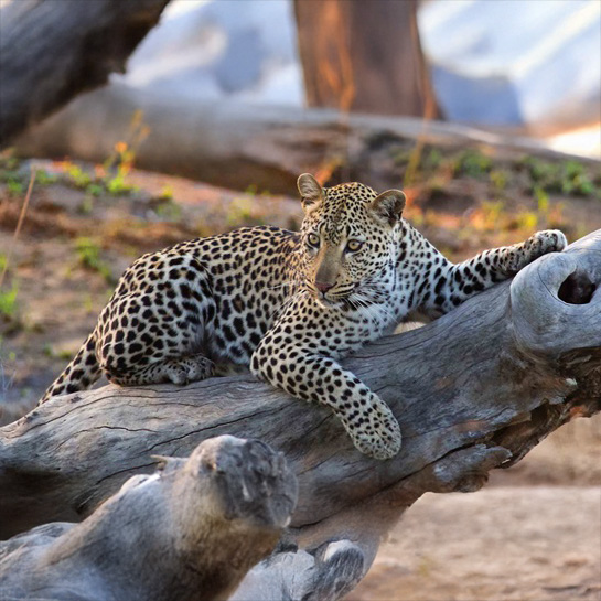 Great for first-timers