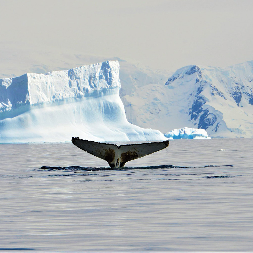 Antarctica: Through the Lens