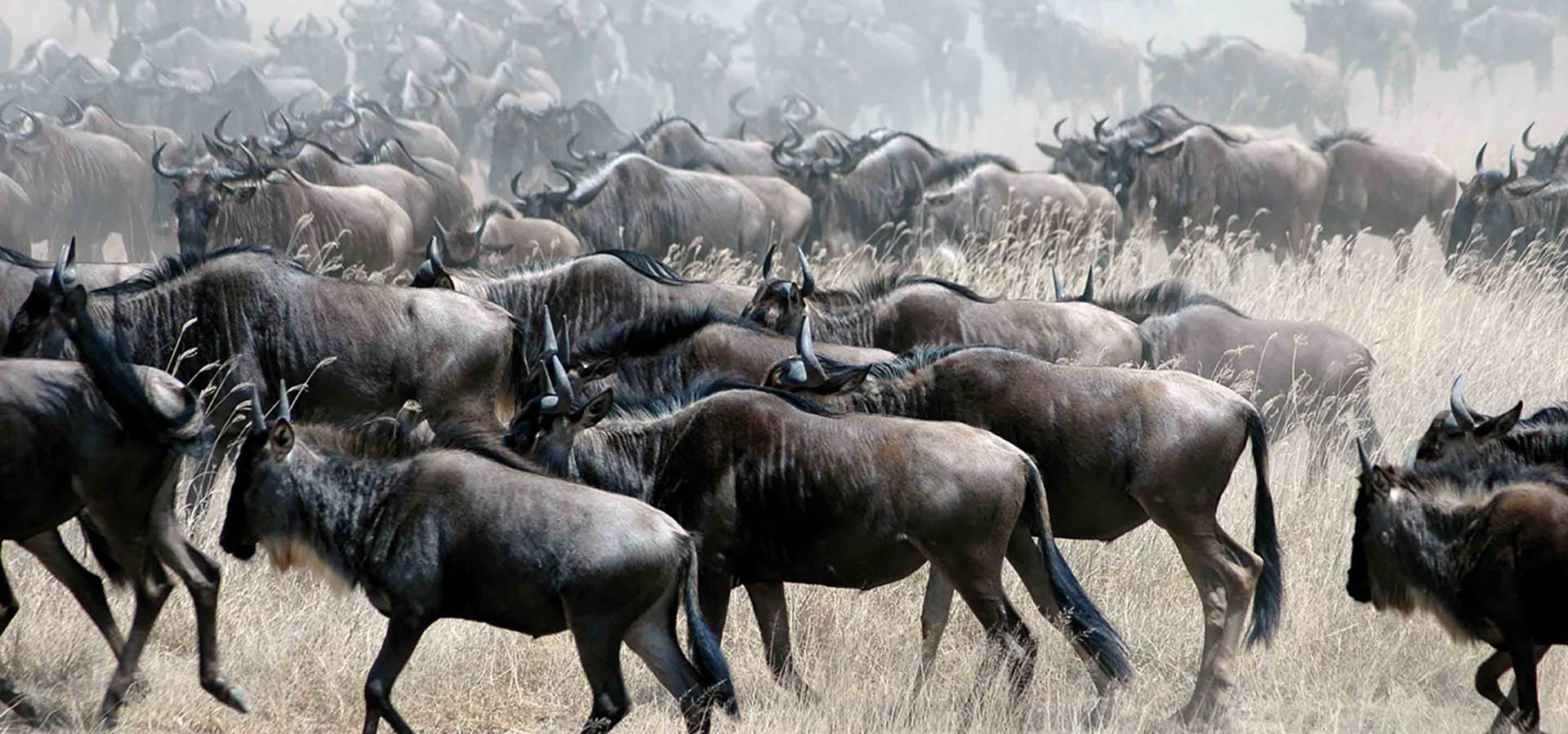 The Great Migration Live An Unforgettable Collaboration Between Tanzania Kenya - oumegk2