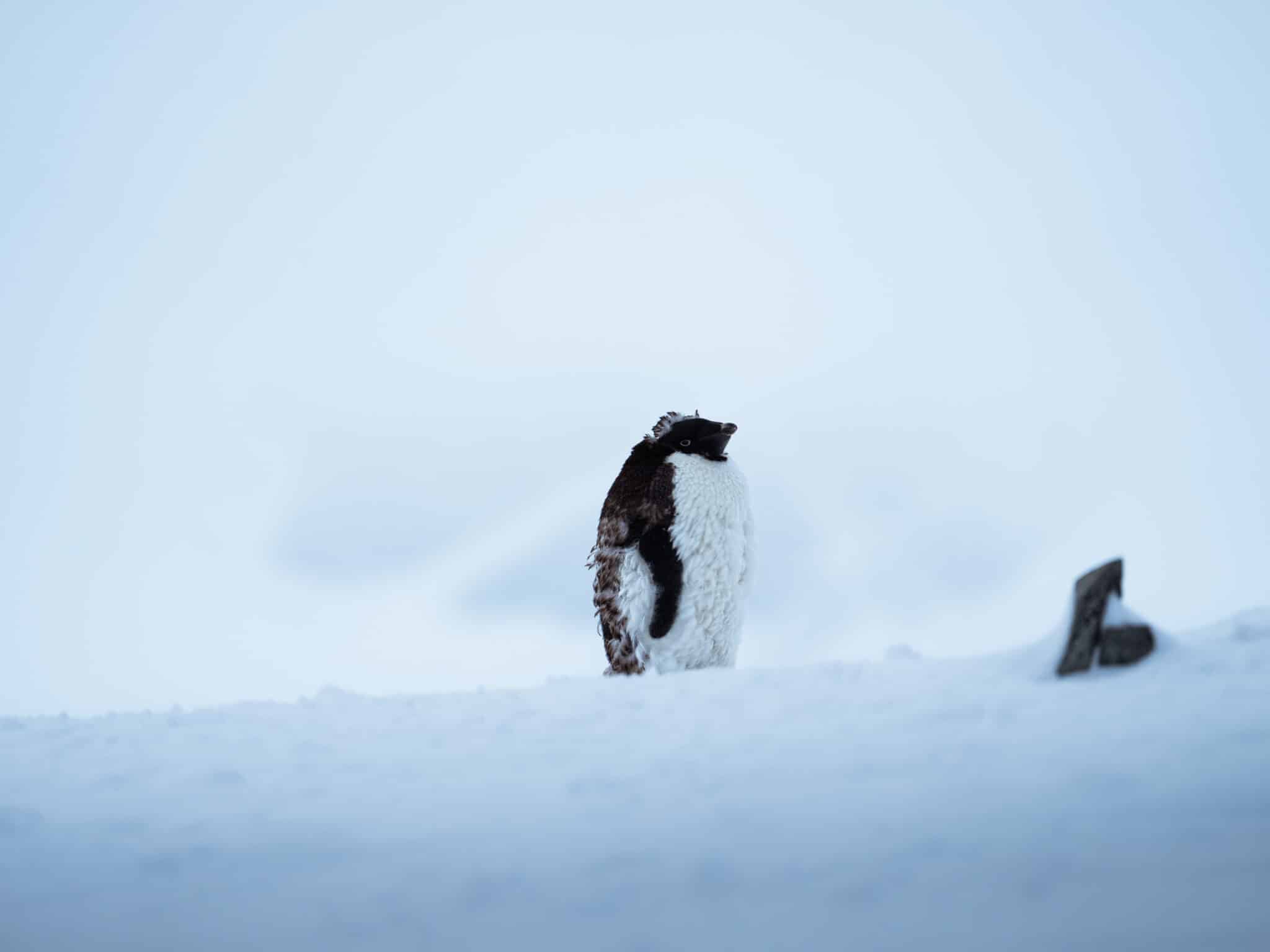 Antarctic Peninsula: Fly the Drake