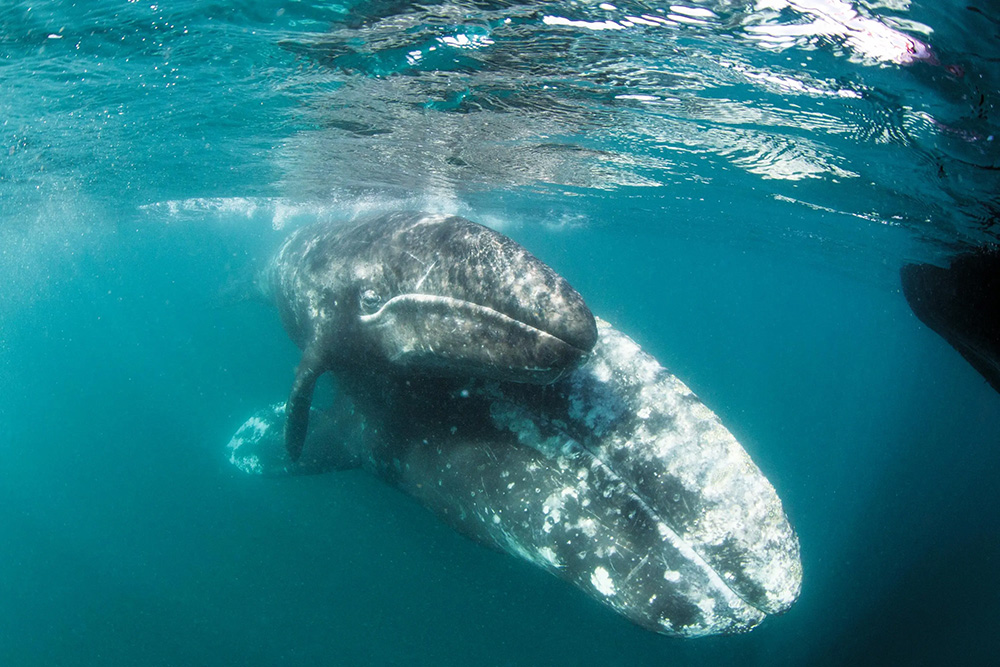 Baja California: Among the Great Whales