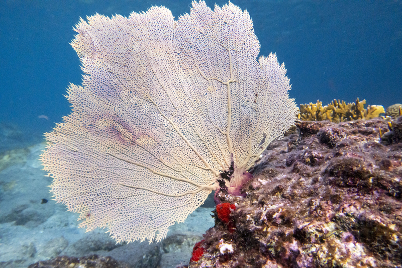 Reverie under sail in the heart of the Lesser Antilles