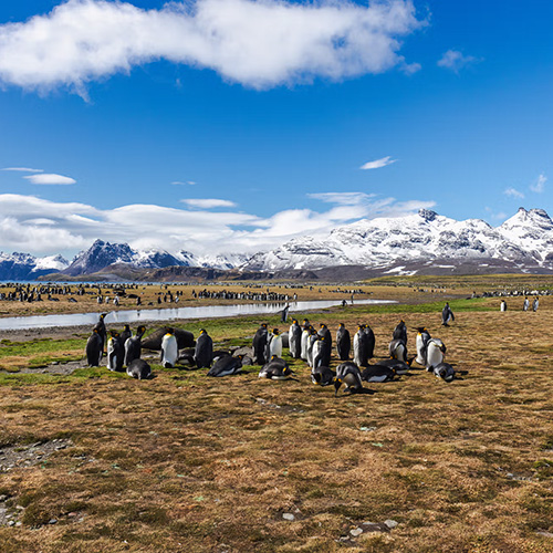 Peninsula, Falklands & South Georgia