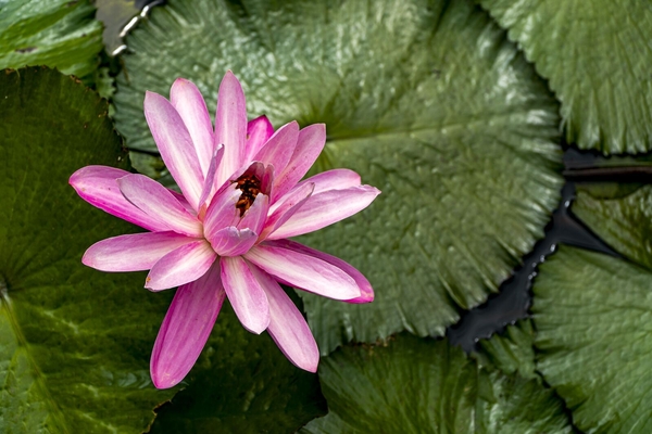 Fiji, Tonga, Cook & Society Islands