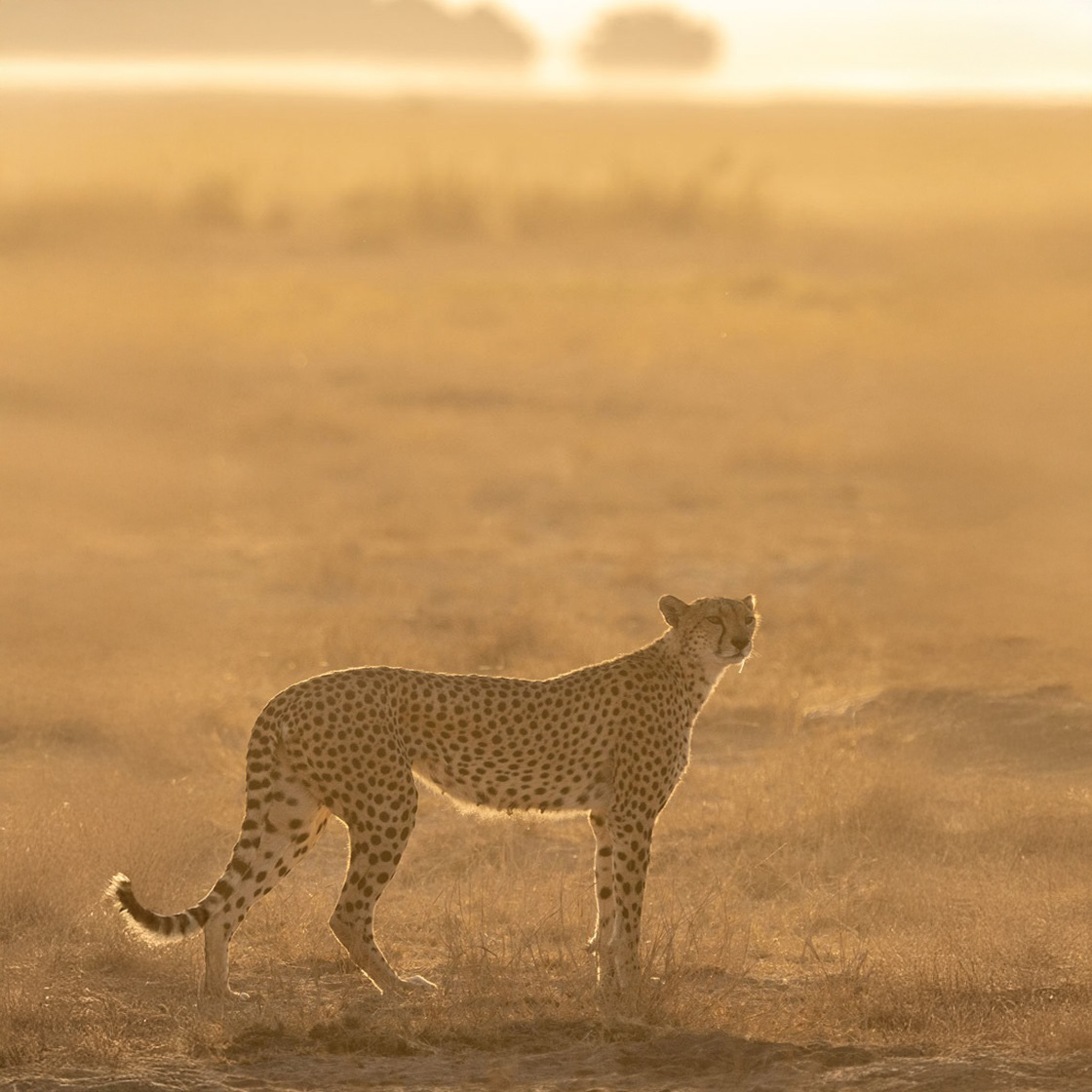 A Classic Safari: A Very Special Journey