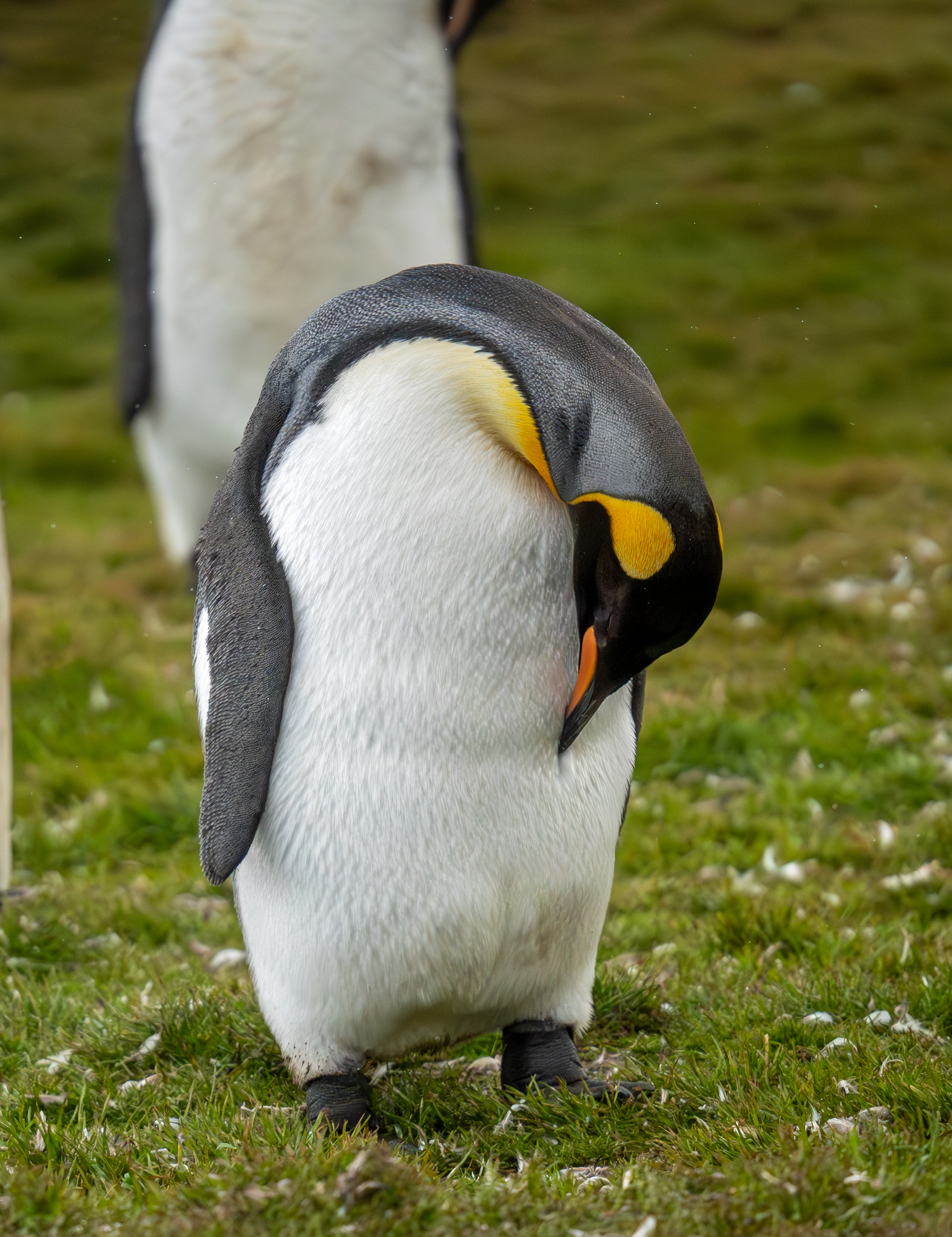 Antarctica & South Georgia: Where Wild Majesty Reigns