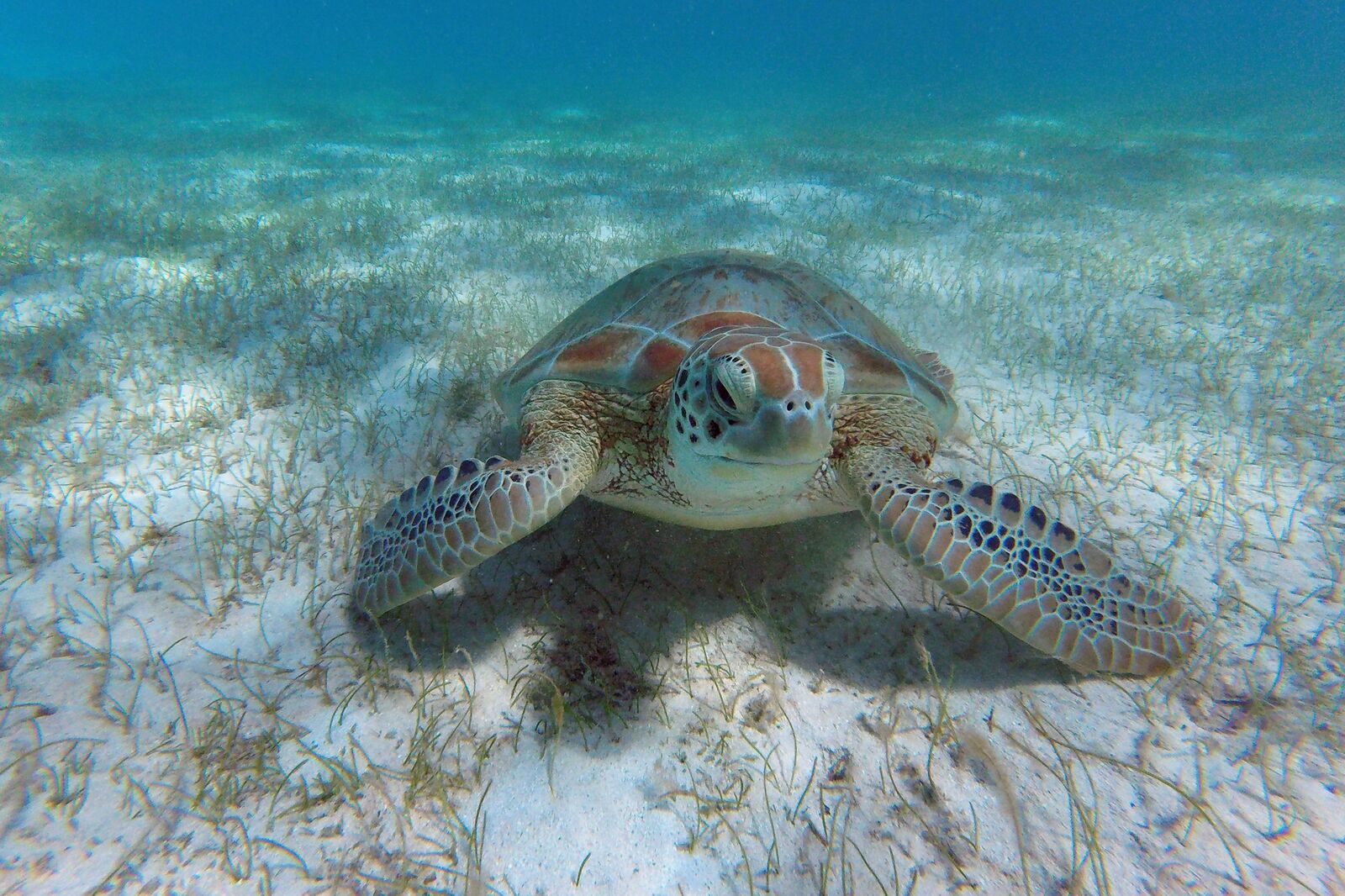 1. To discover the incredible seabeds