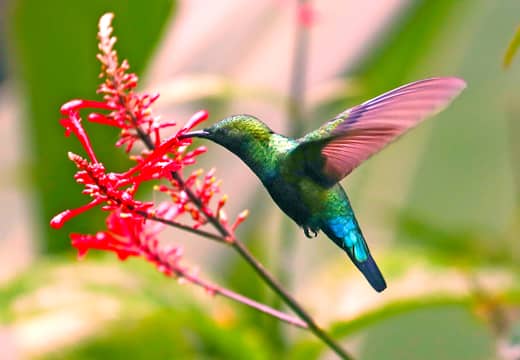 3. To visit the outstanding natural wonders