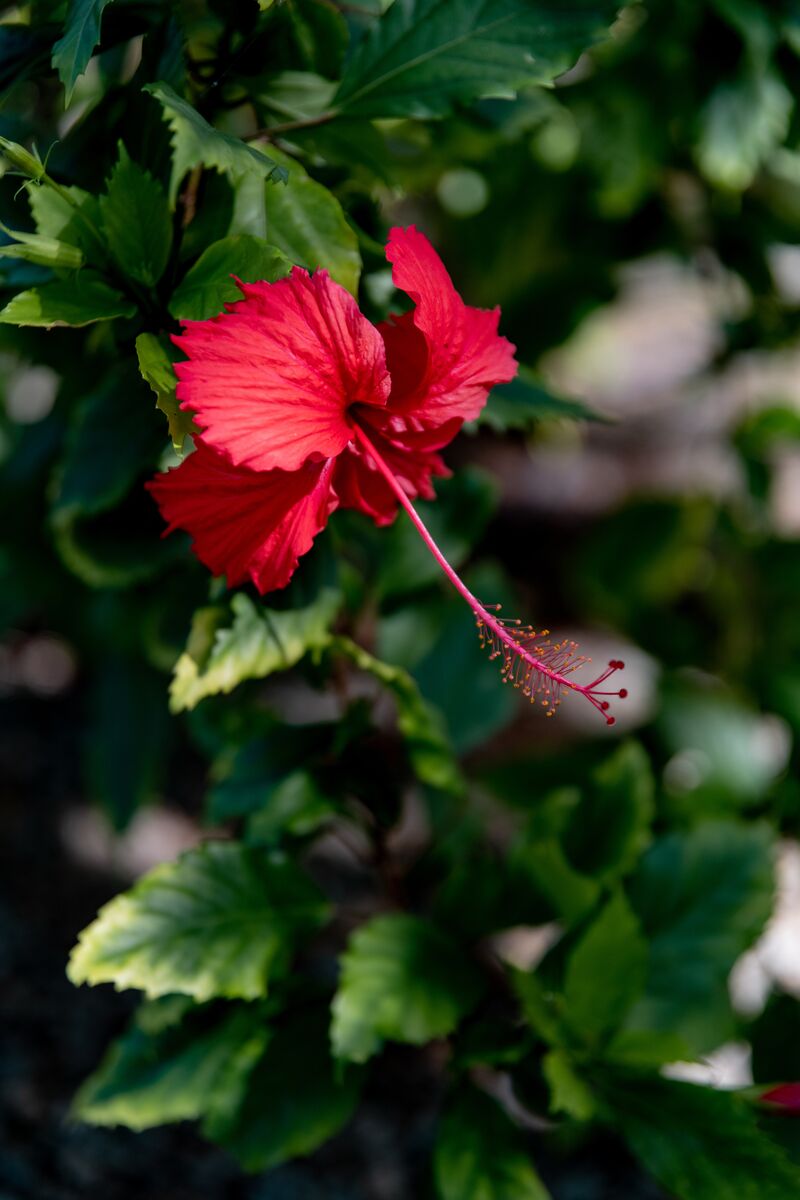 History and Culture Visiting Caribbean Jewels