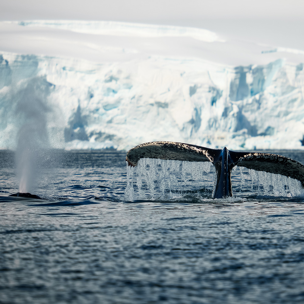 Mid-February to March