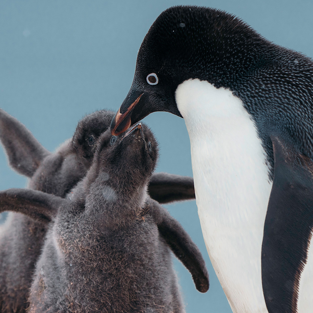 Late December to early February