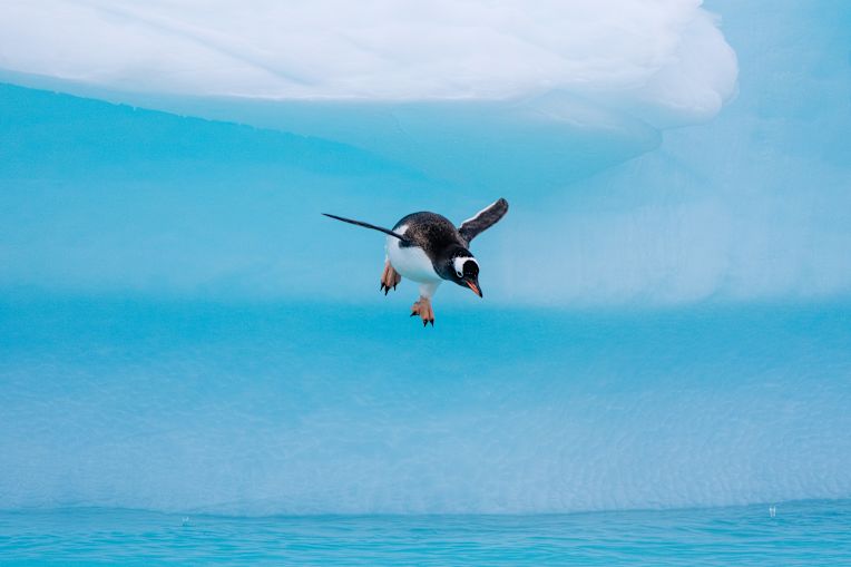 Antarctica Expeditions