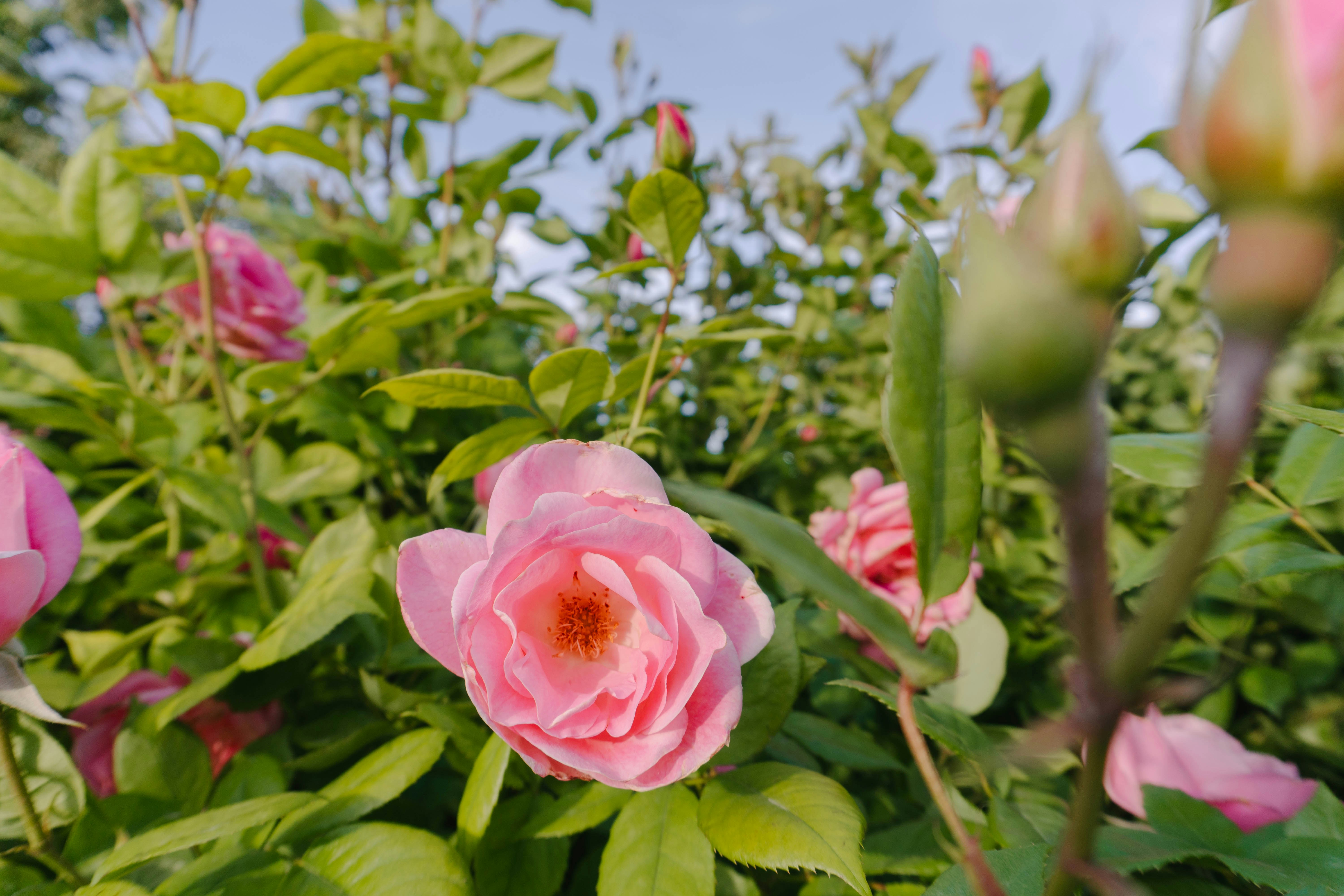 England in Full Bloom