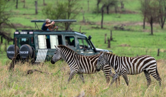 On Safari with Tauck