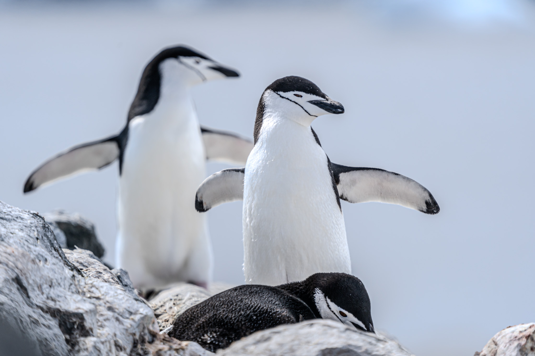 POLAR EXPEDITIONS - ANTARCTICA