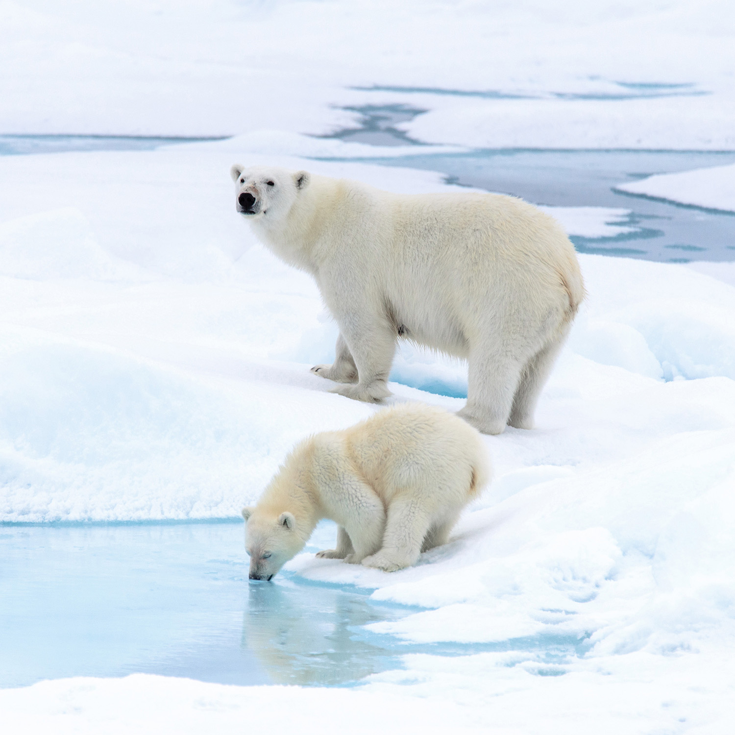 POLAR EXPEDITIONS WITH LIMITED TIME OFFER