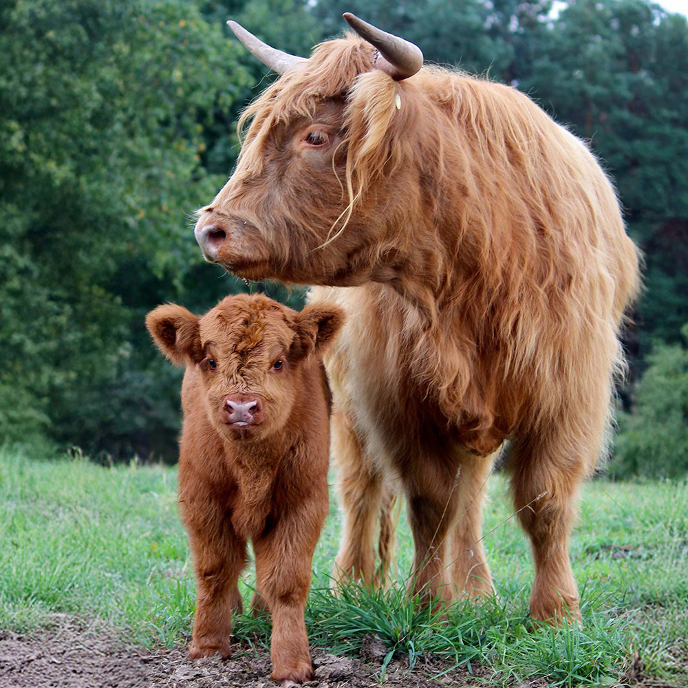 The Legends of Scotland
