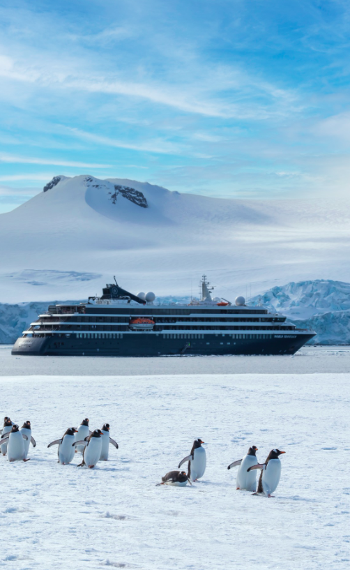 Antarctica & The Falkland Islands: A Journey of Wild Contrasts