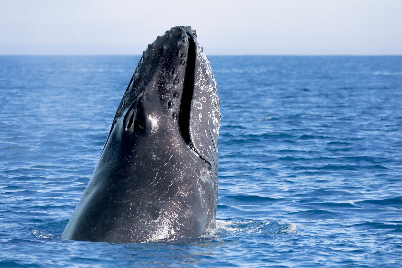 Baja and the Sea of Cortez: In Search of the Great Whales – with Smithsonian Journeys