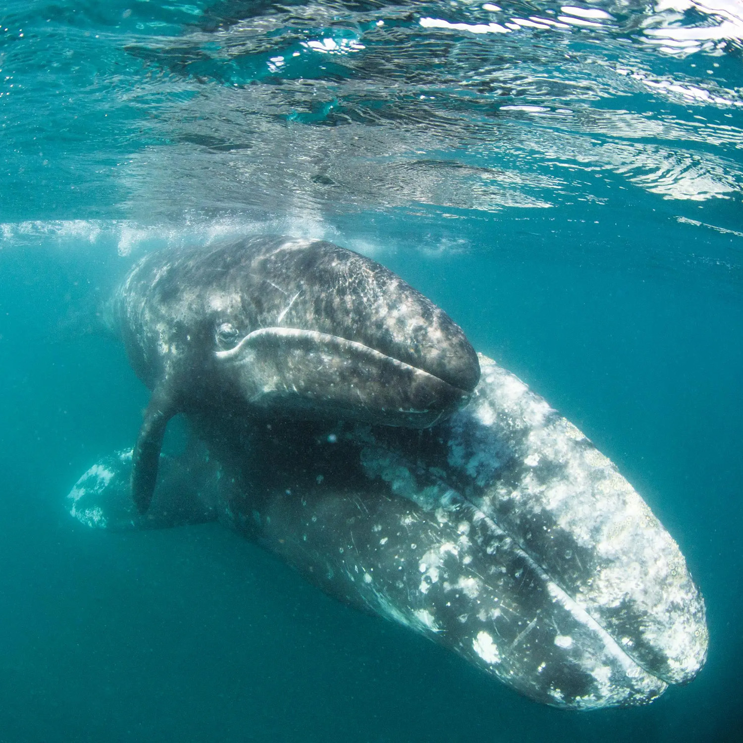 Baja California: Among the Great Whales