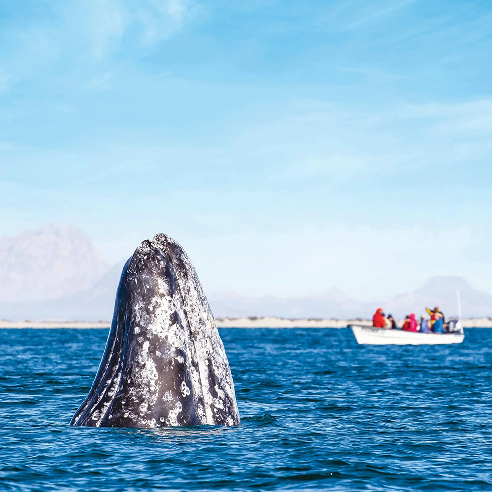 Baja California: Observing the Whales of Magdalena Bay