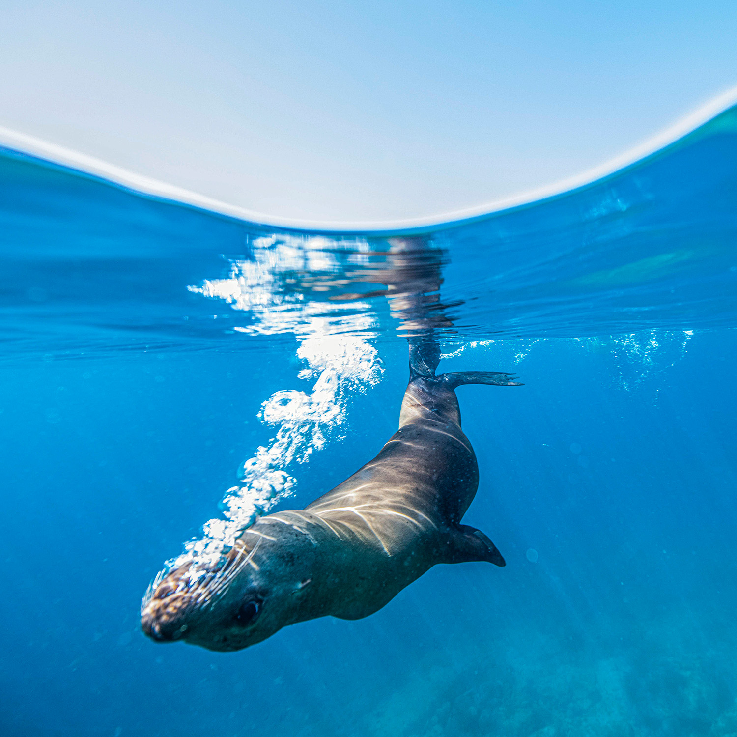 Baja California Holiday: A Living Sea and Desert Isles
