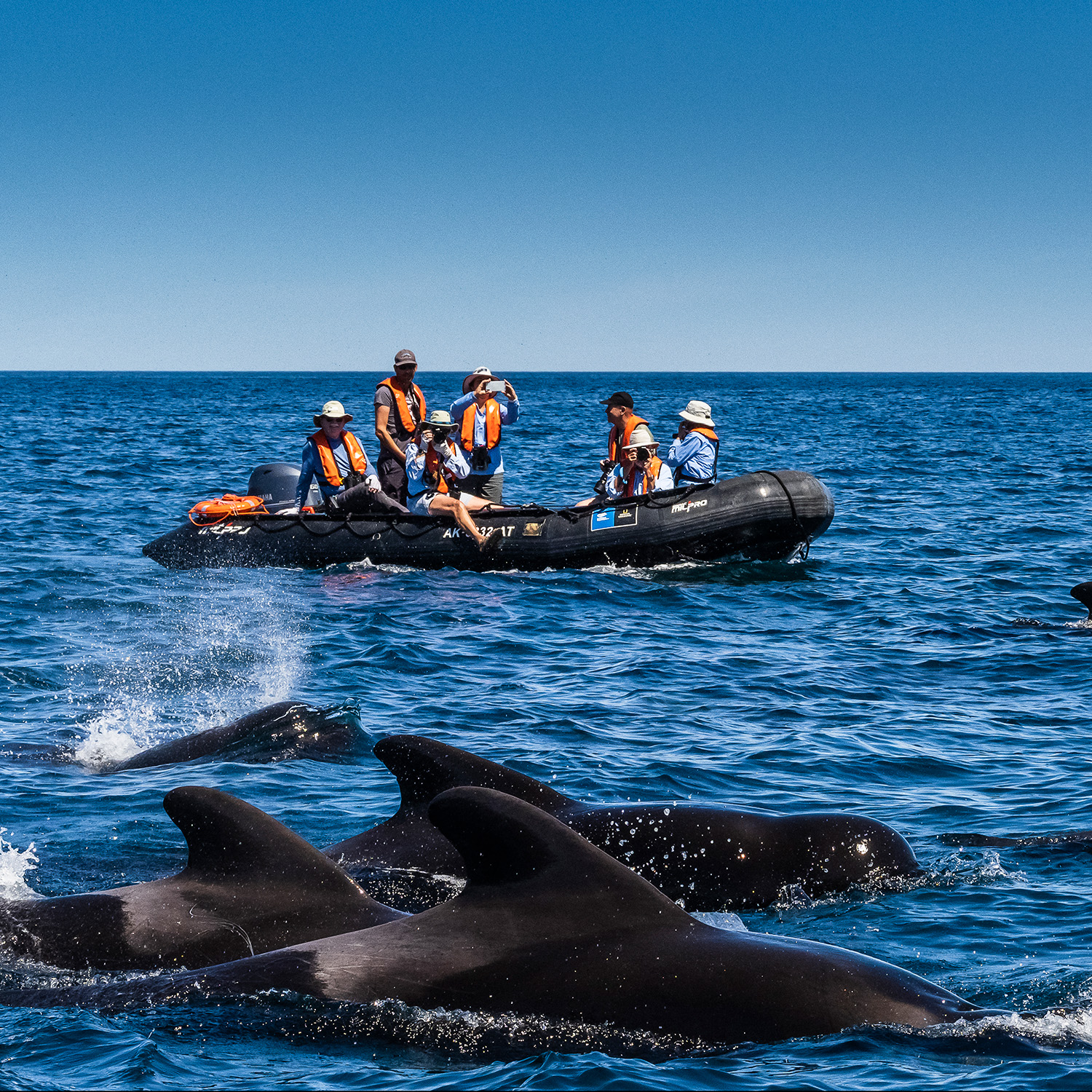 Baja California Discovery: Exploring Mexico’s Gulf of California