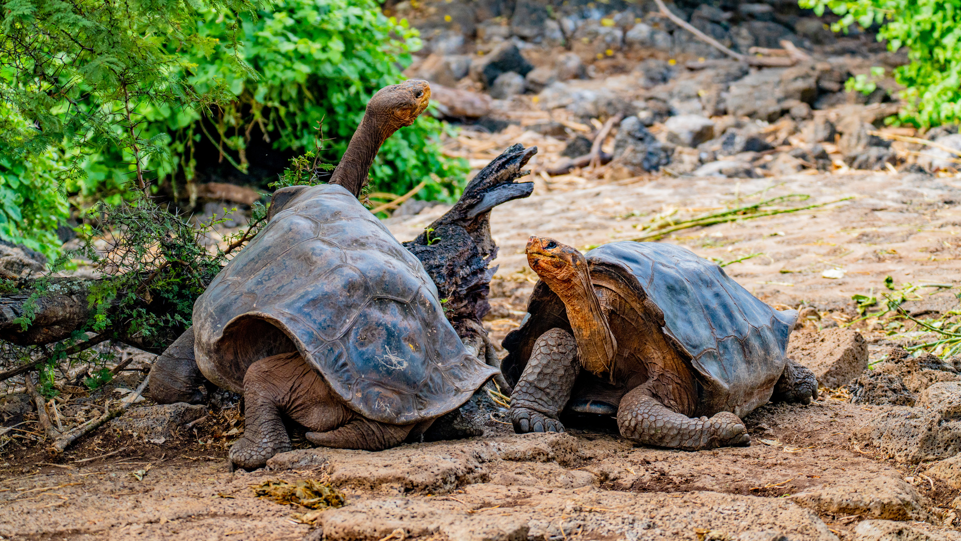 Unparalleled flora and fauna