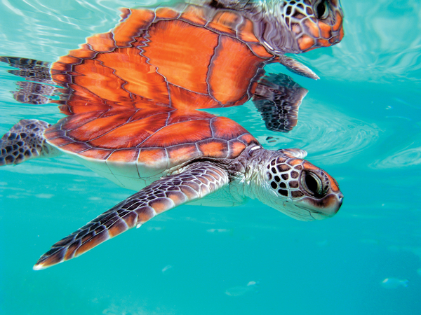 Cook Islands & Society Islands