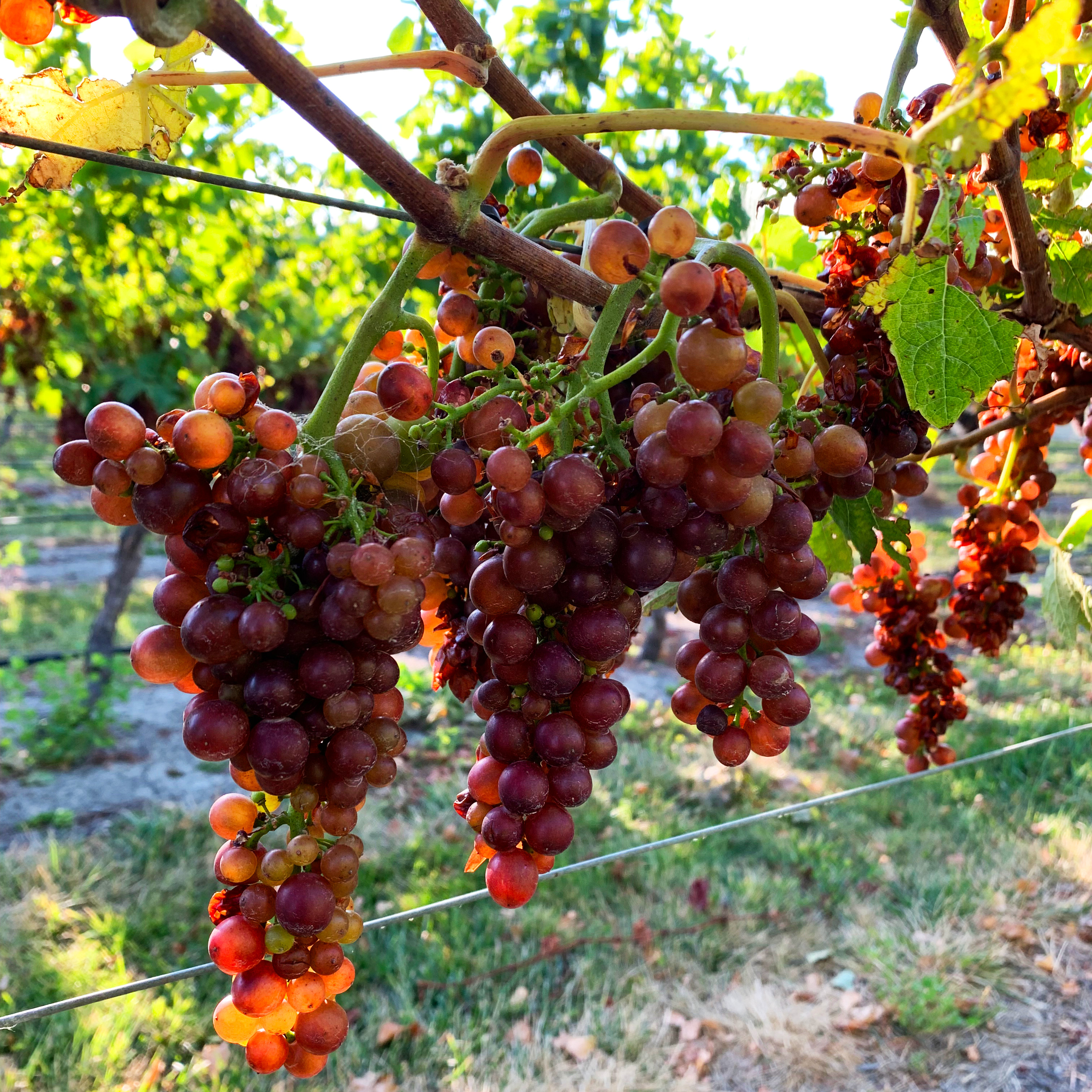 Flavors of New Zealand