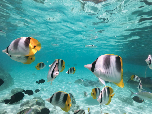 Tahiti & the Society Islands