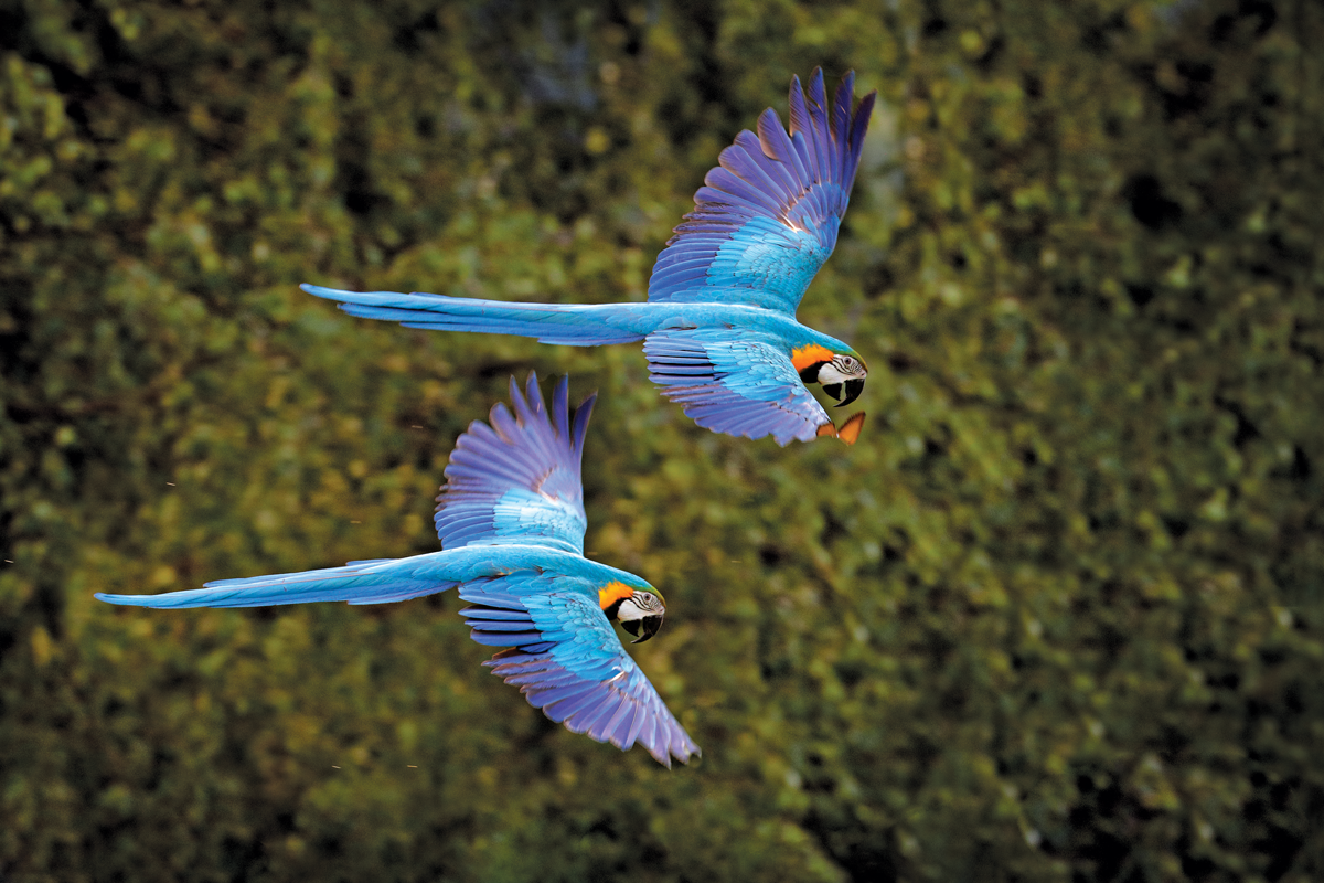 Grand South America Mosaic - Roundtrip Miami