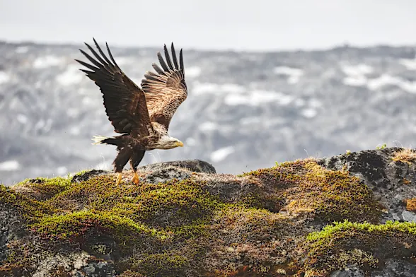 Skies teeming with life