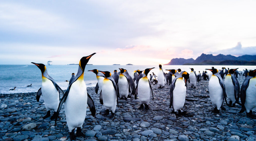 South Georgia, Falklands & Antarctic Odyssey