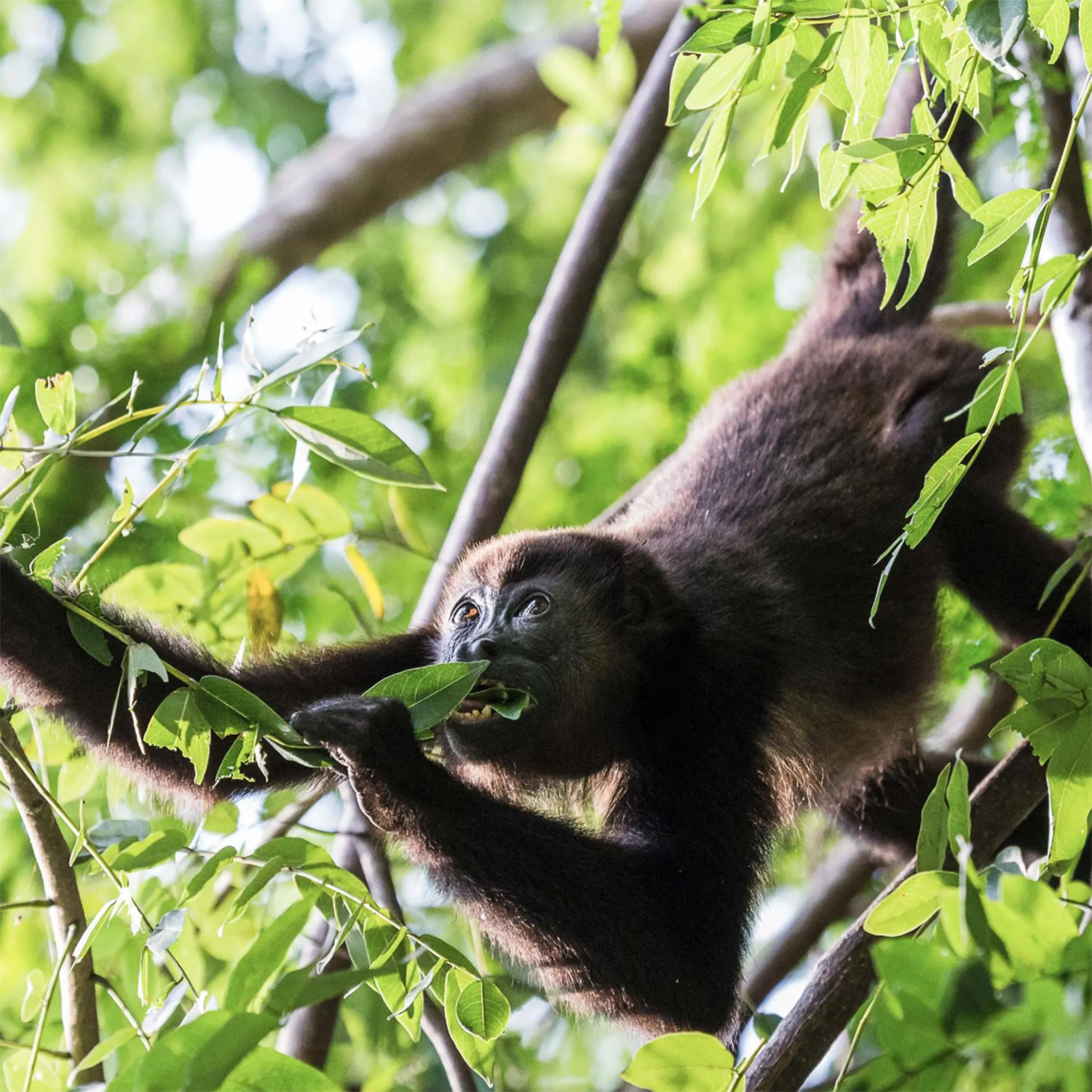 <small>FEATURED EXPEDITION #2</small>
Exploring Costa Rica: Guanacaste, Santa Rosa and Rincón de la Vieja