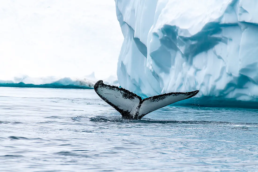 Arctic Spring: A Journey Through Ice and Inuit Culture