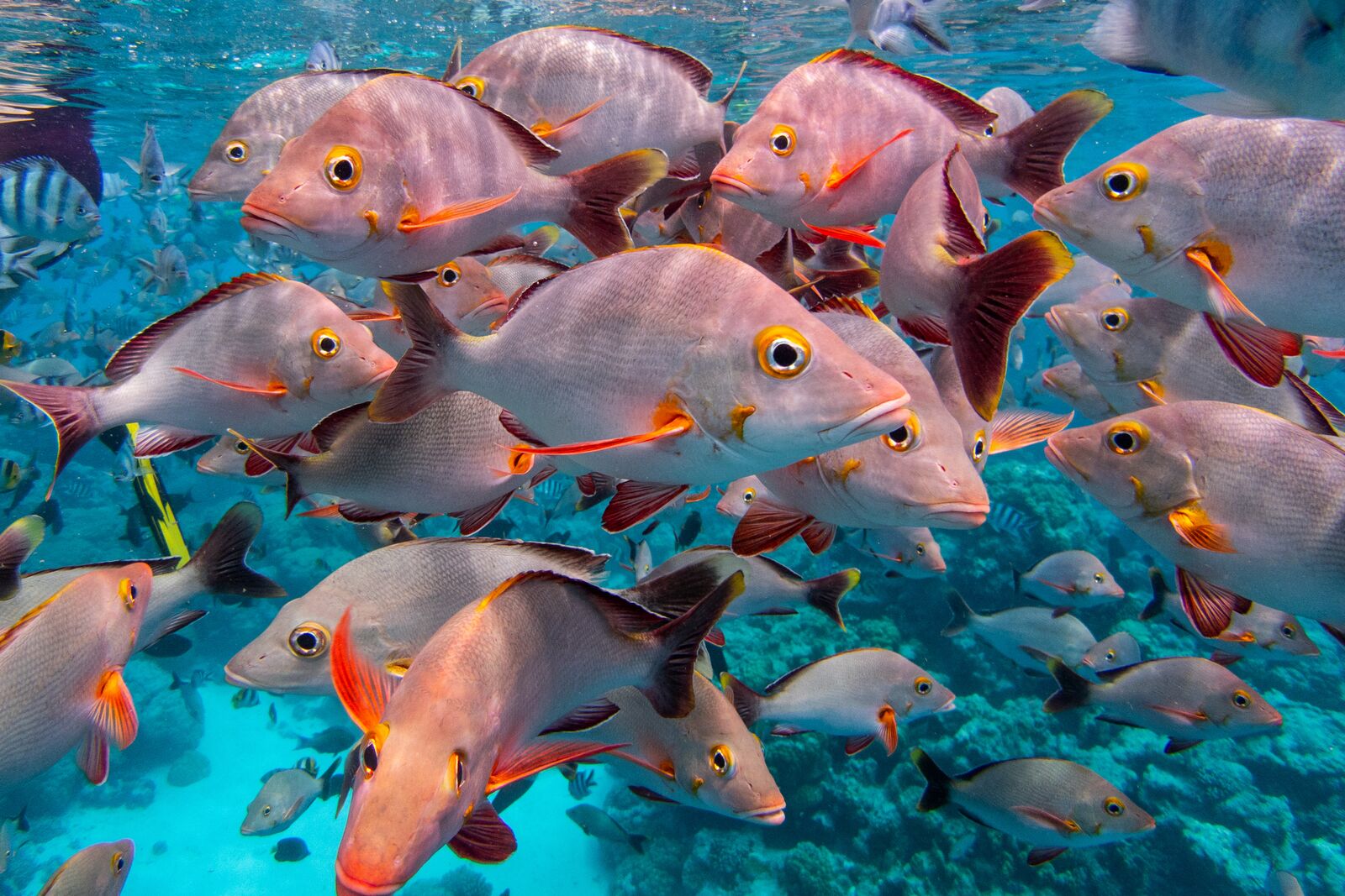 More Tuamotus & Society Islands