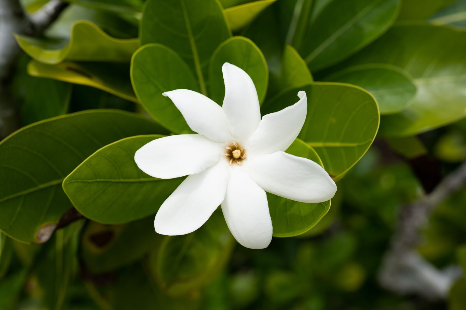 Society Islands, Cook Islands, Tonga & Fiji