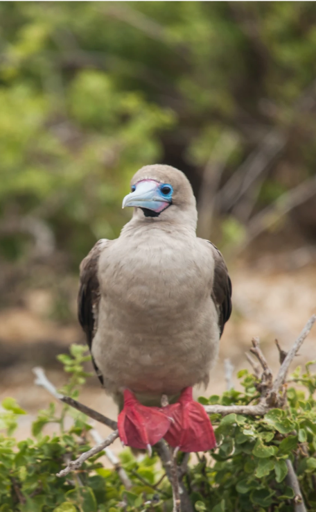 Northern Galápagos
