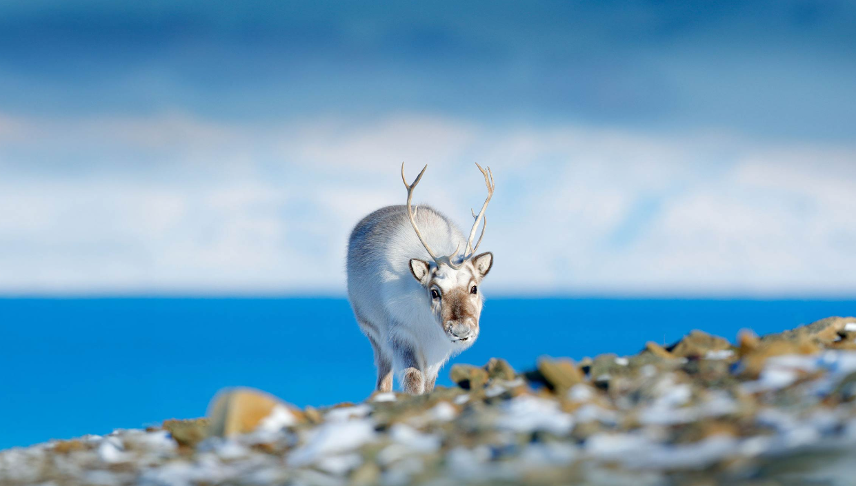 Polar Expeditions - Arctic