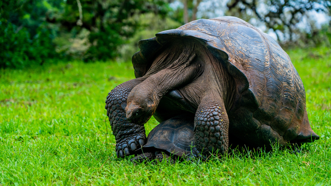 Galápagos – Witness Evolution in Action