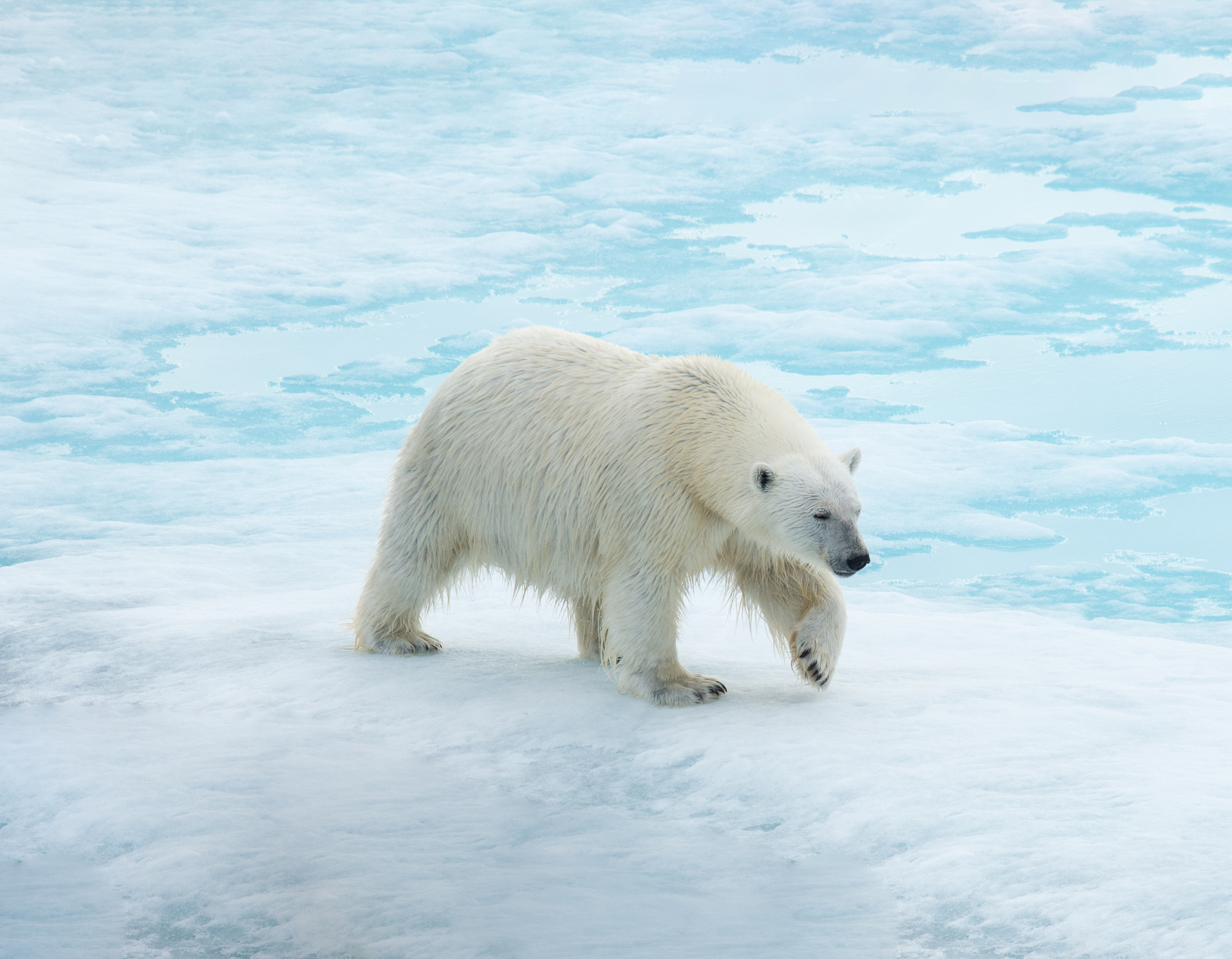 Spitsbergen: Realm of the Ice Bear
