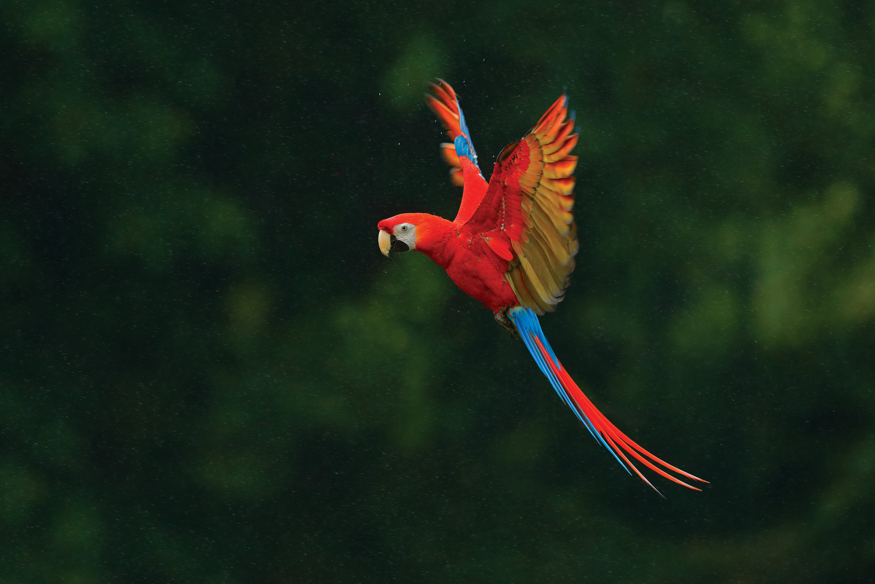 Natural Treasures of Costa Rica