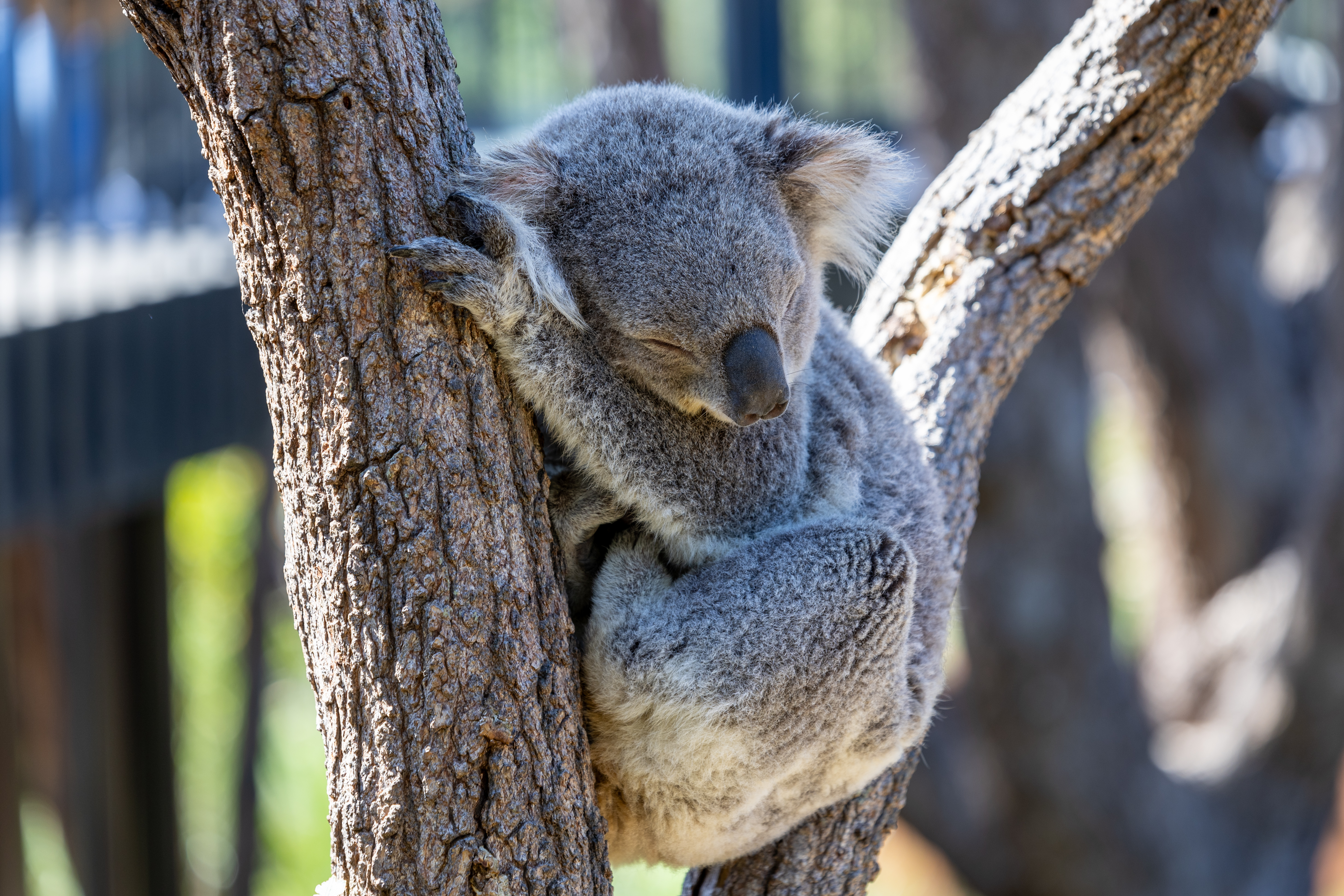 Australia & New Zealand - Last-Minute eligible cruises