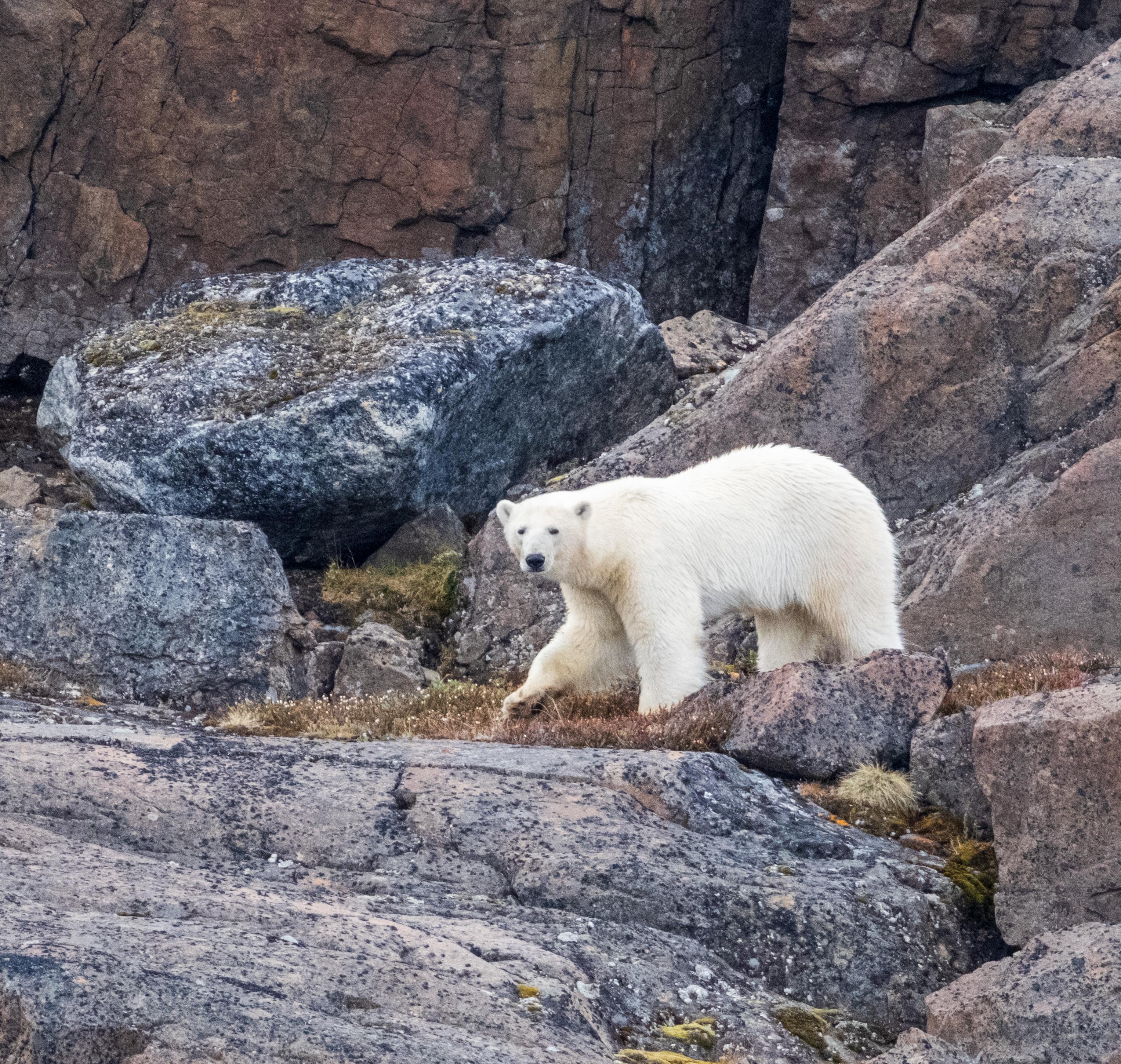 POLAR EXPEDITIONS - ARCTIC