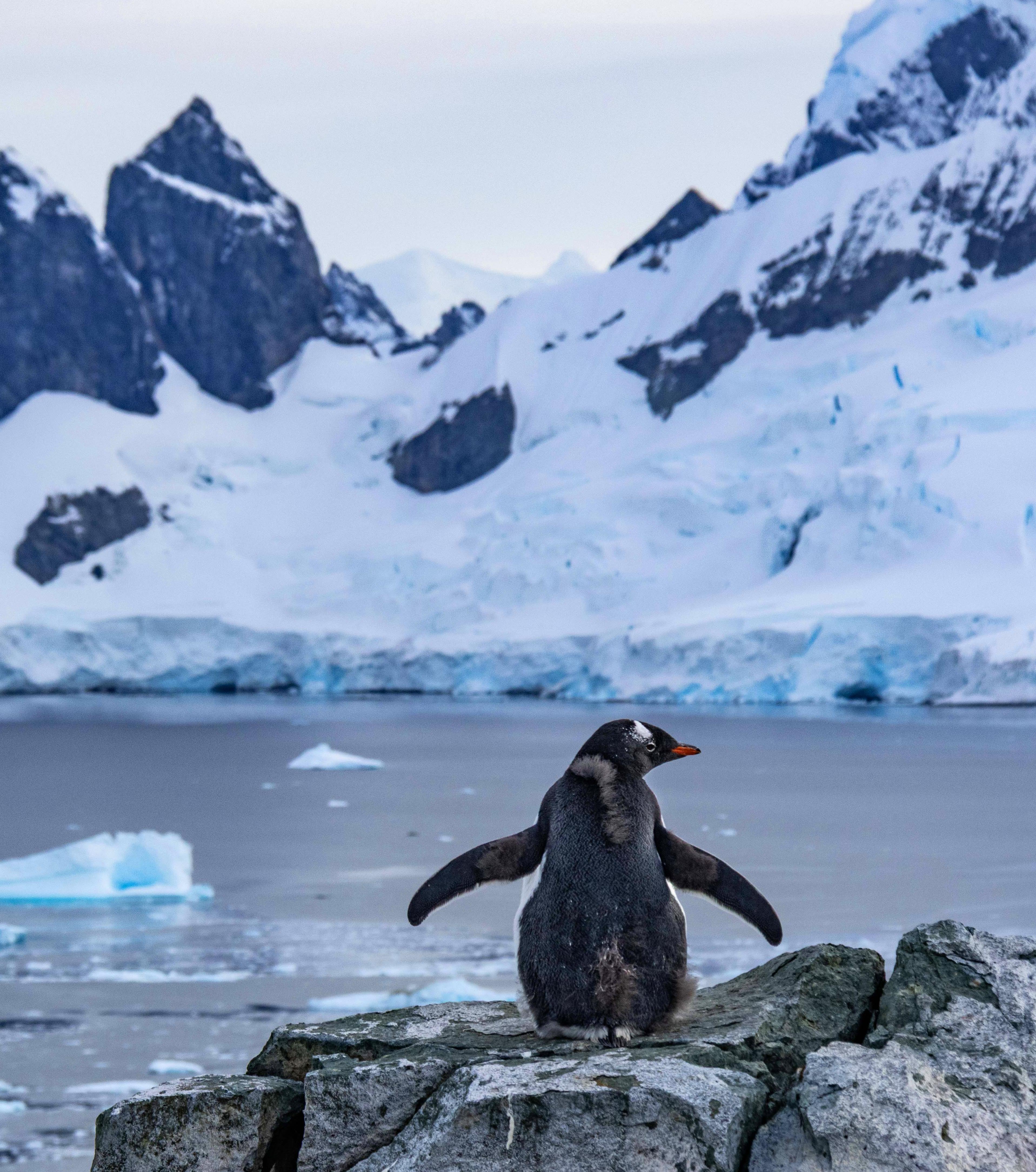 POLAR EXPEDITIONS - ANTARCTICA