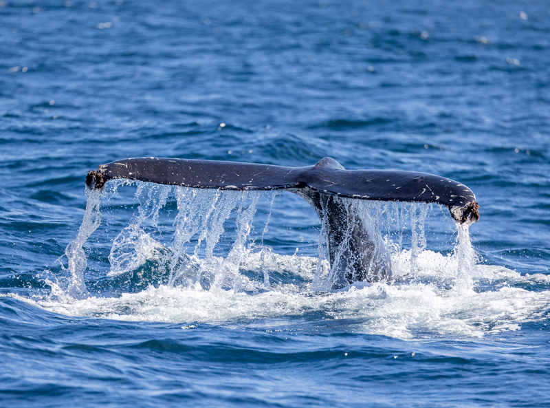 Baja and the Sea of Cortez: In Search of the Great Whales – with Smithsonian Journeys